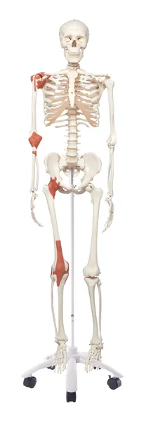 可動靭帯付骨格模型　A12 KN31600095