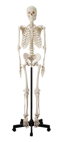 人体骨格模型 HS  KN31600137