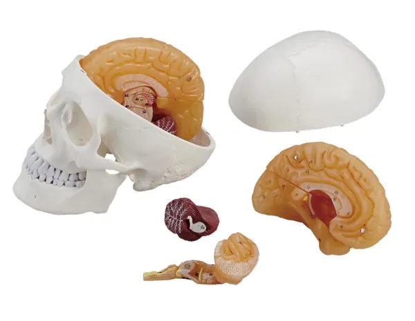 脳模型(頭蓋付) DM75-