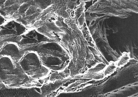 マイテックスメンブレン（１００枚入）　ＬＣＷＧ０２５００ KN33060194