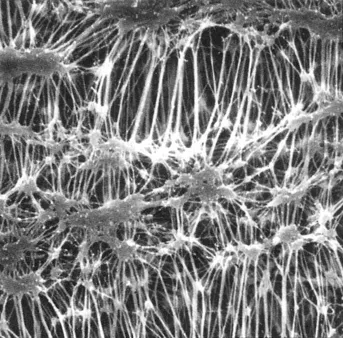フロリナート・メンブレンフィルタ　ＦＡＬＰ０４７００ KN37710142